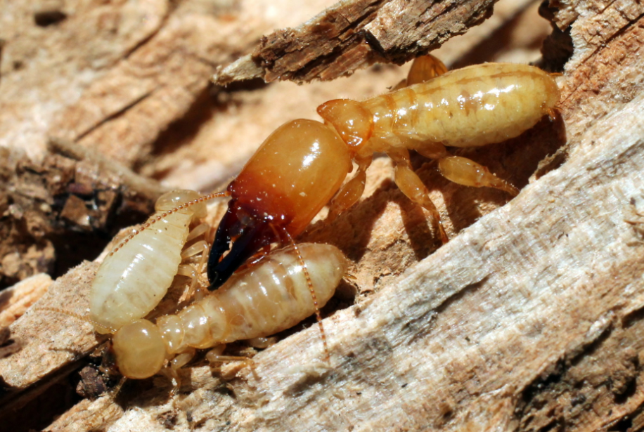 termite treatment sunshine coast