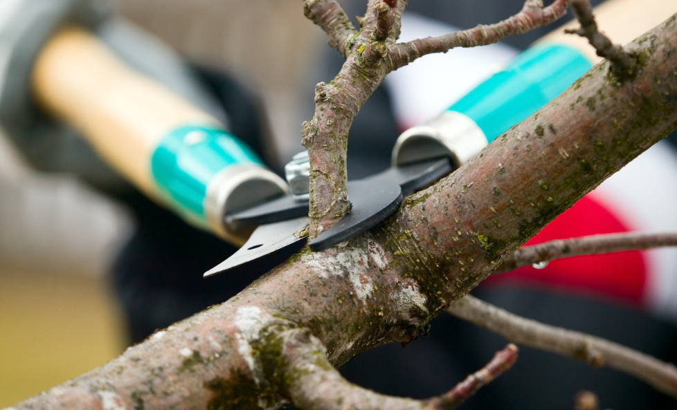 tree trimming on the Gold Coast