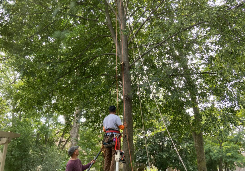 tree trimming on the Gold Coast