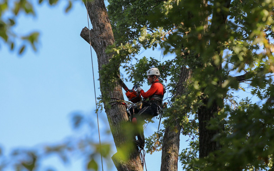 Tree Arborist Gold Coast