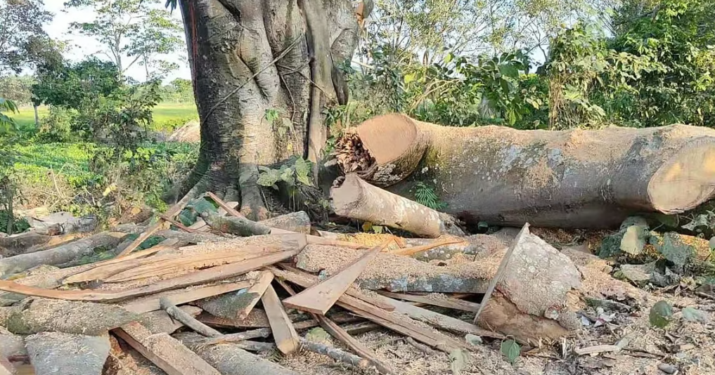 tree cutting in Gold Coast