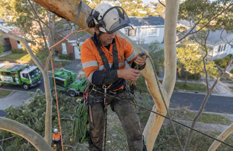 Gold Coast arborist